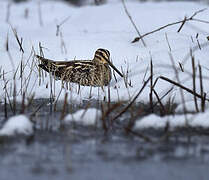 Common Snipe