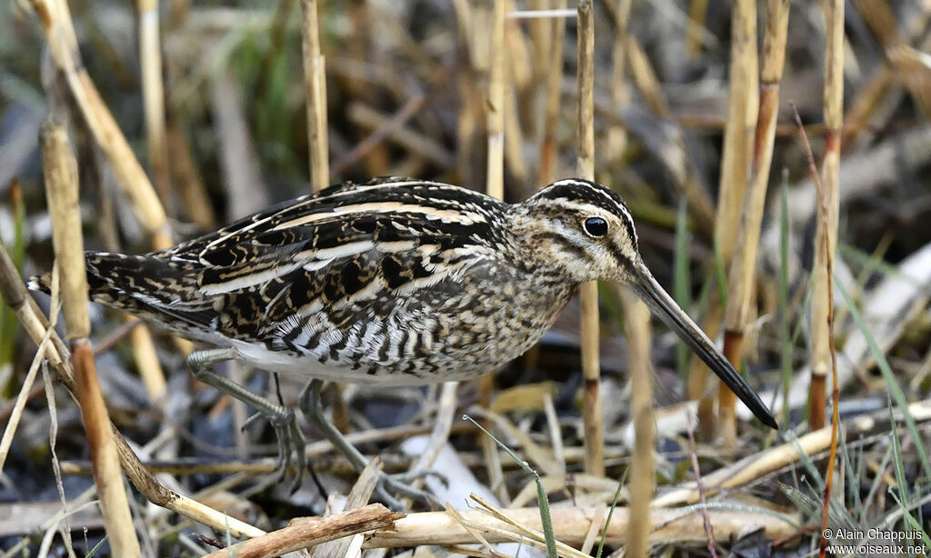 Common Snipeadult, identification, Behaviour