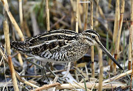 Common Snipe