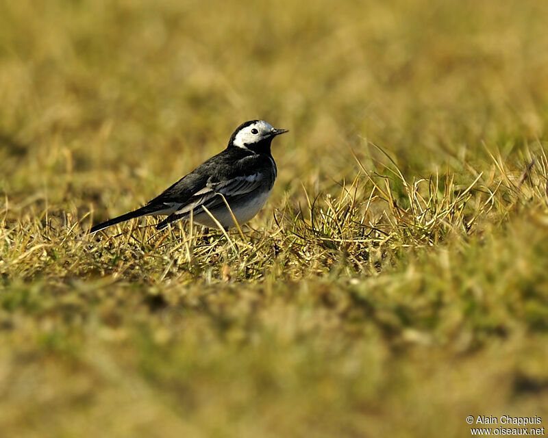 White Wagtail (yarrellii)adult, identification, Behaviour