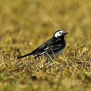 White Wagtail (yarrellii)