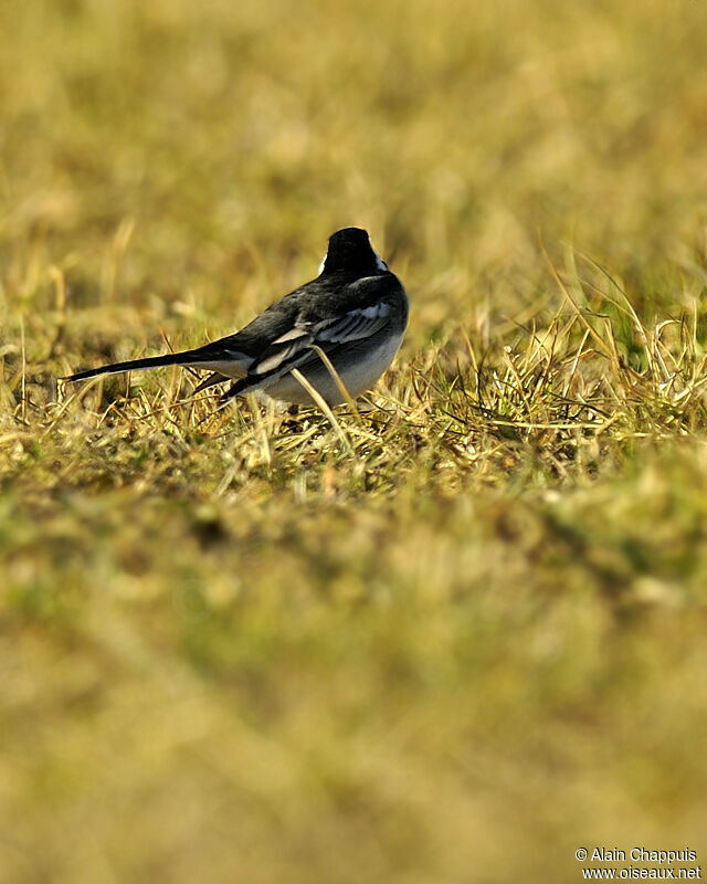 White Wagtail (yarrellii)adult, identification, Behaviour