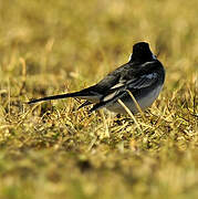 White Wagtail (yarrellii)