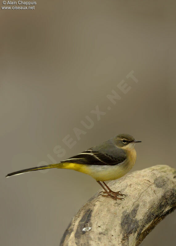 Grey Wagtailadult, identification, Behaviour