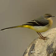 Grey Wagtail