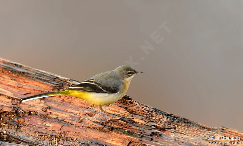 Grey Wagtailadult, identification, Behaviour