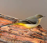 Grey Wagtail