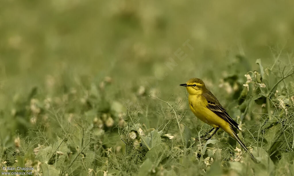 Western Yellow Wagtail (flavissima)adult, identification, close-up portrait