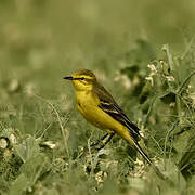 Western Yellow Wagtail (flavissima)