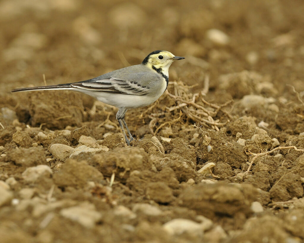 White Wagtailimmature, identification, Behaviour