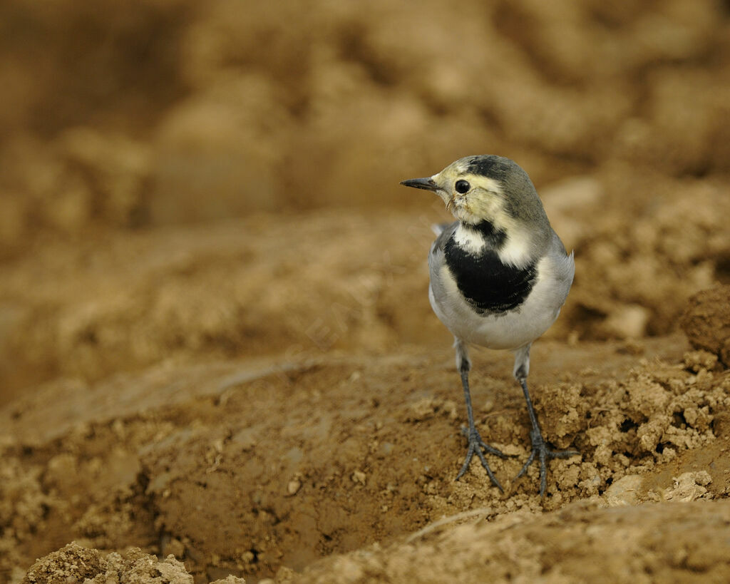 White Wagtailimmature, identification, Behaviour