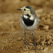 White Wagtail