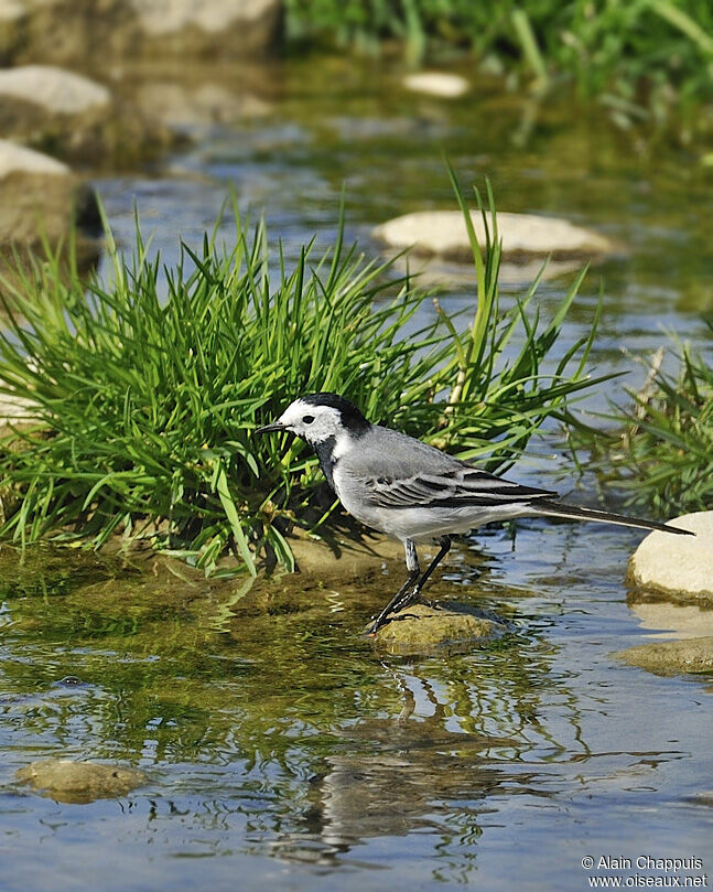 White Wagtailadult, identification, Behaviour