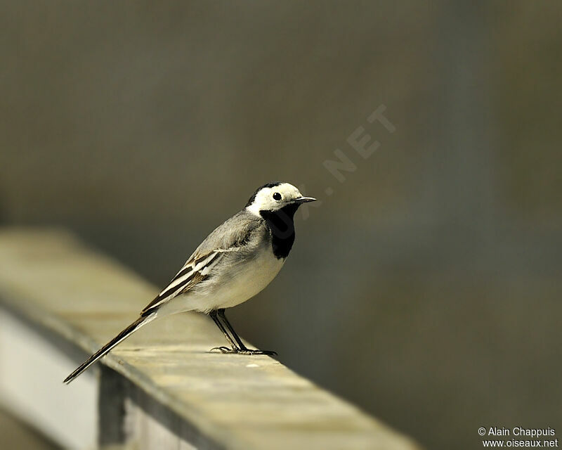 White Wagtailadult, identification