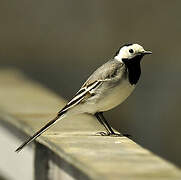 White Wagtail