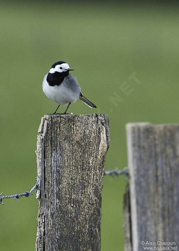 White Wagtailadult breeding, identification, Behaviour