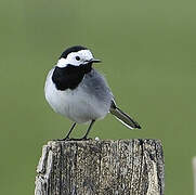 White Wagtail