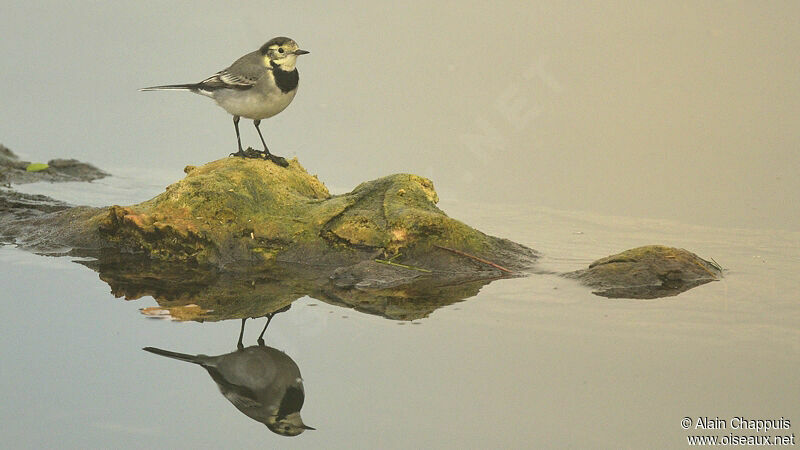 White Wagtailjuvenile, identification, Behaviour