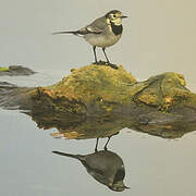 White Wagtail