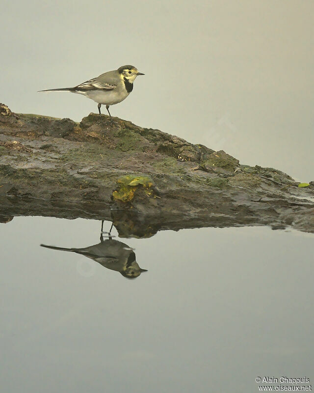 White Wagtailjuvenile, identification, Behaviour