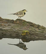 White Wagtail