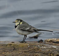 White Wagtail