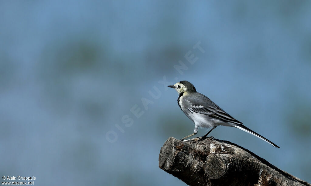 White WagtailFirst year, identification, Behaviour