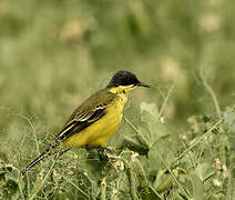 Western Yellow Wagtail