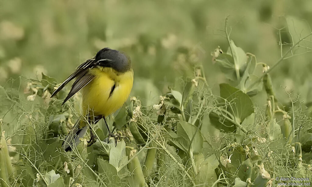 Western Yellow Wagtailadult, identification