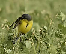 Western Yellow Wagtail