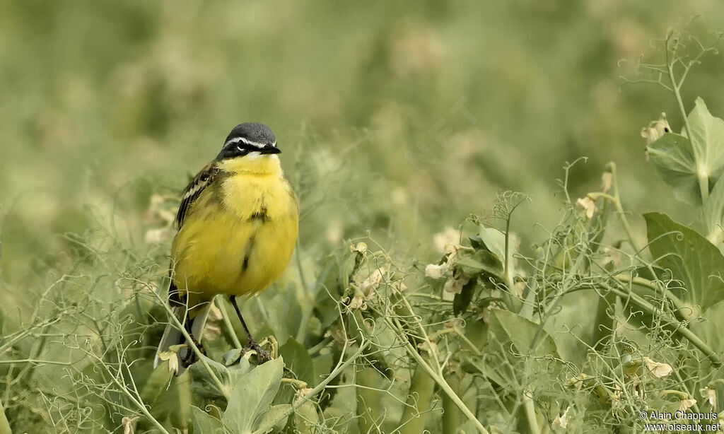 Western Yellow Wagtail