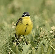 Western Yellow Wagtail