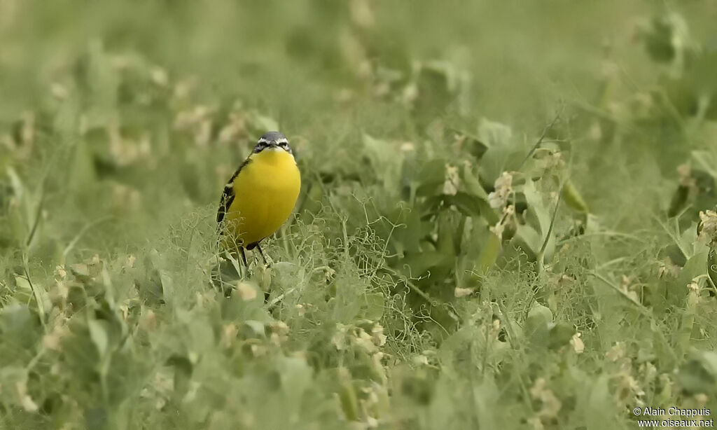 Western Yellow Wagtailadult, identification, close-up portrait