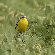 Western Yellow Wagtail