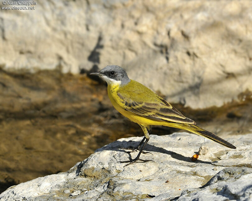 Western Yellow Wagtail, identification, Behaviour