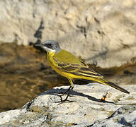 Western Yellow Wagtail