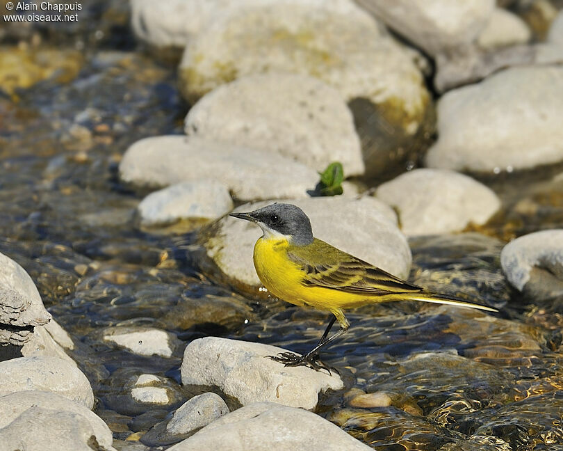 Western Yellow Wagtailadult, identification, Behaviour