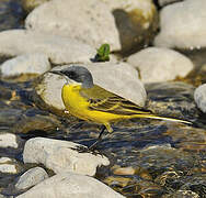 Western Yellow Wagtail