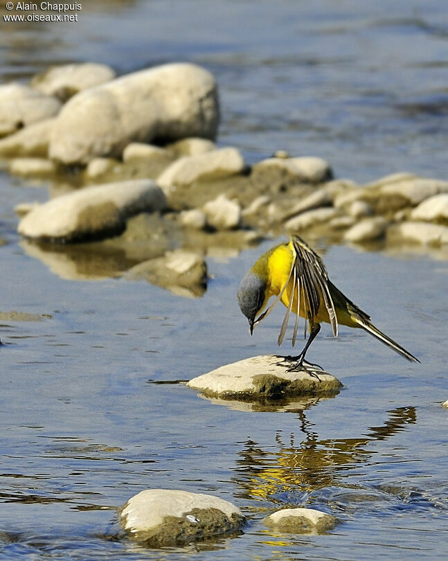 Western Yellow Wagtailadult, identification, Behaviour