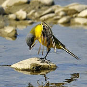 Western Yellow Wagtail