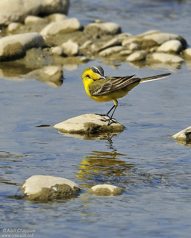 Western Yellow Wagtail, identification, Behaviour