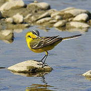 Western Yellow Wagtail