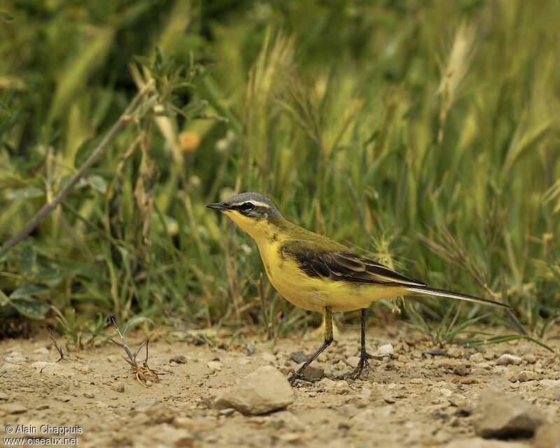 Western Yellow Wagtailadult breeding, identification, Behaviour