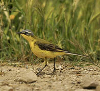 Western Yellow Wagtail