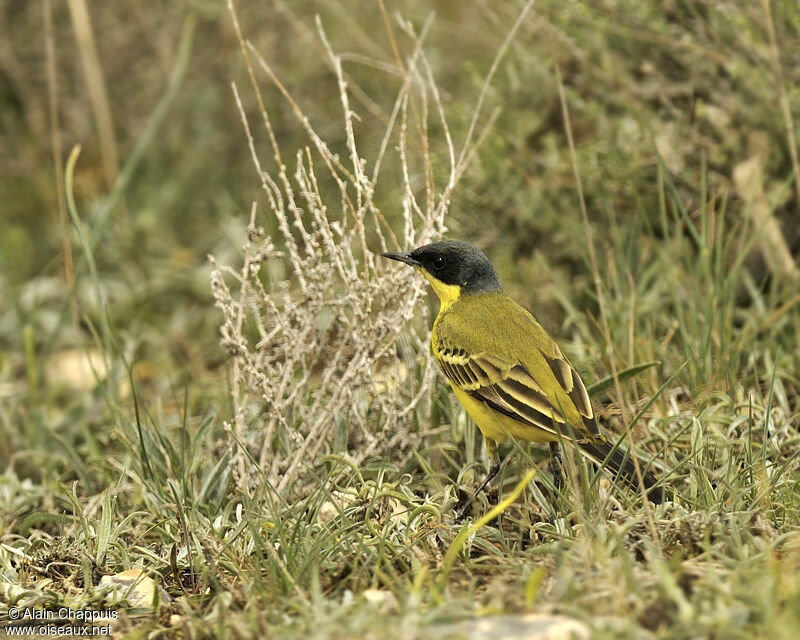 Western Yellow Wagtailadult breeding, identification, Behaviour