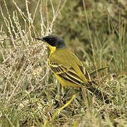 Western Yellow Wagtail