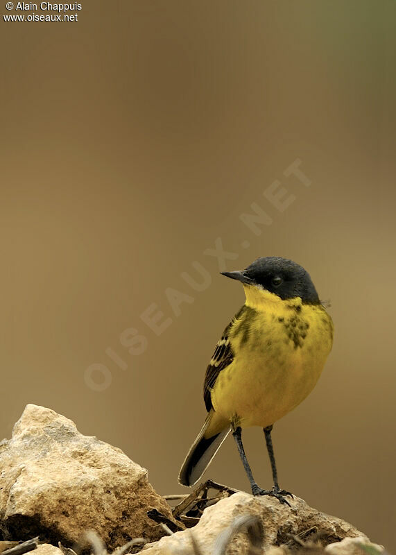 Western Yellow Wagtailadult breeding, identification, Behaviour