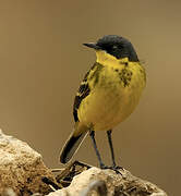 Western Yellow Wagtail