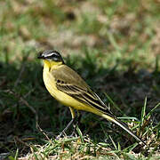 Western Yellow Wagtail