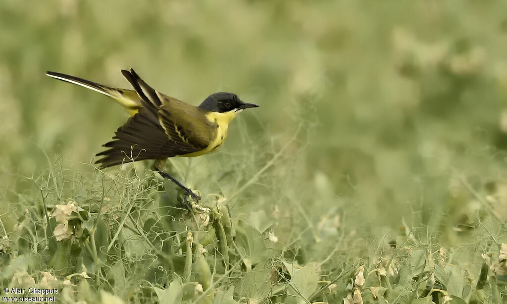 Western Yellow Wagtailadult, identification, close-up portrait